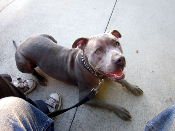 One Happy Pitbull - One Blue Dog